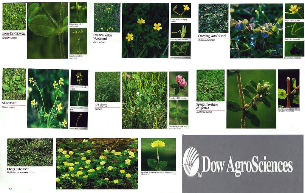 Lawn King Lawn Care Services