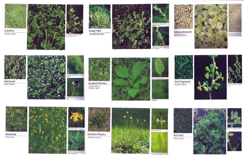 Lawn King Lawn Care Services